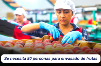 Se necesita 80 personas para envasado de frutas con sueldo de 385 euros por semana