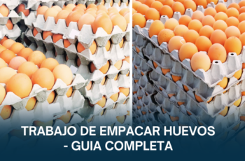 Trabajo de empacar huevos sin experiencia – guía completa